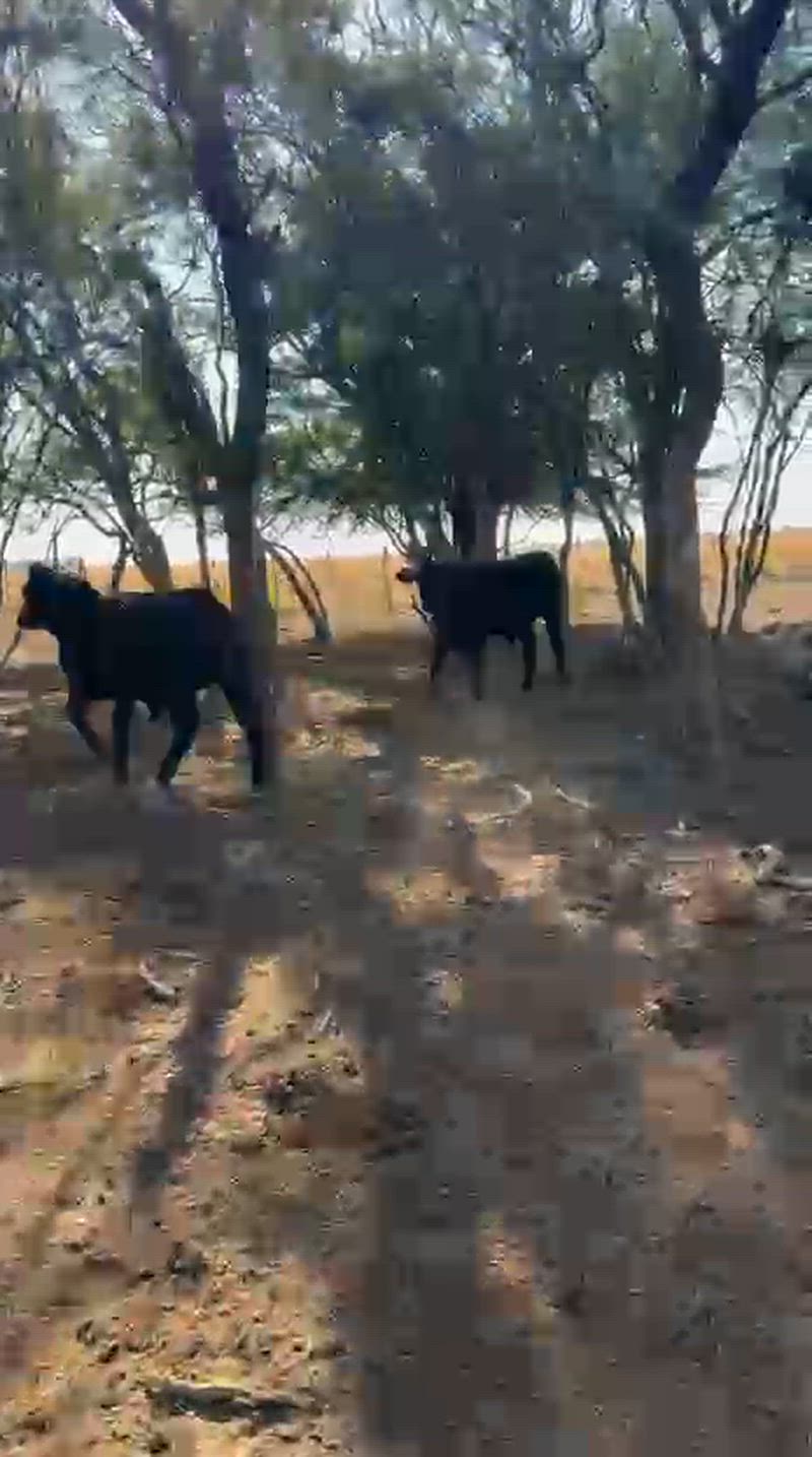 60 Novillitos