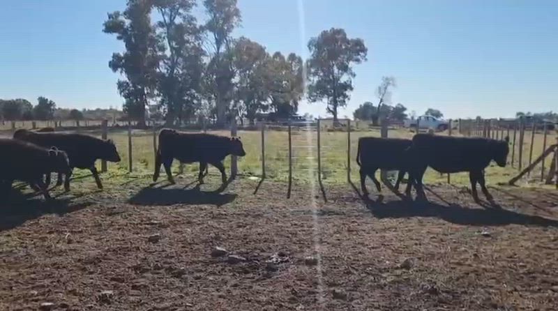 70 Terneros y Terneras