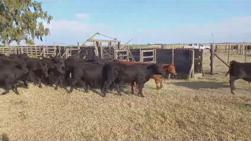 75 Terneros y Terneras