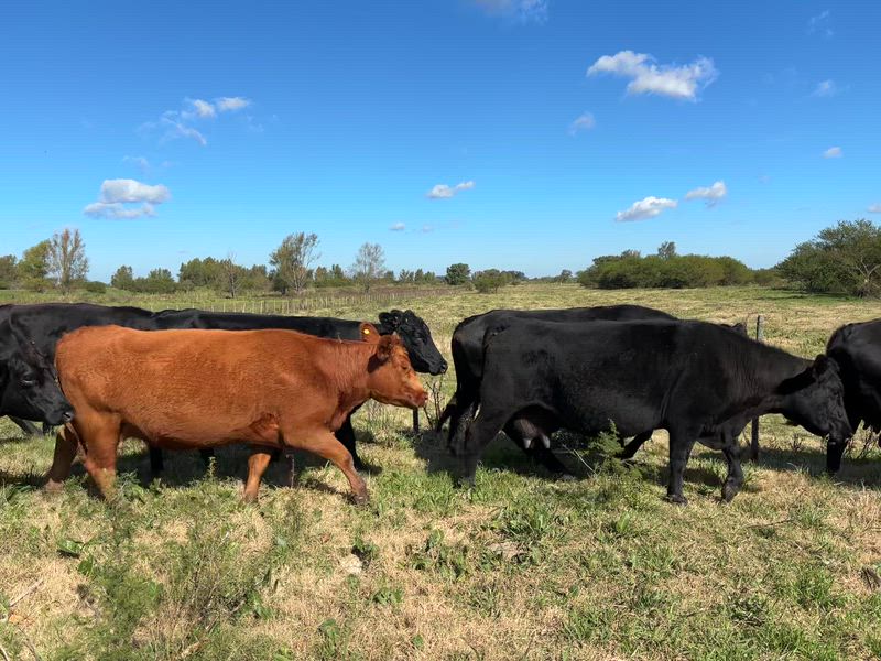 25 Vacas preñadas