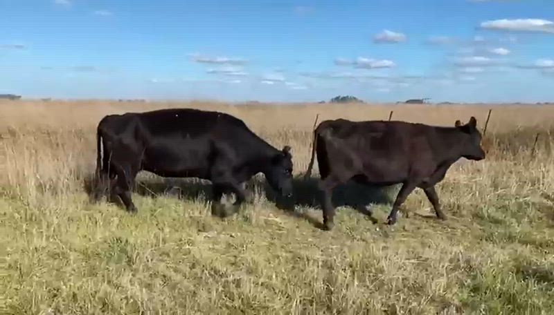 30 Vacas de invernada