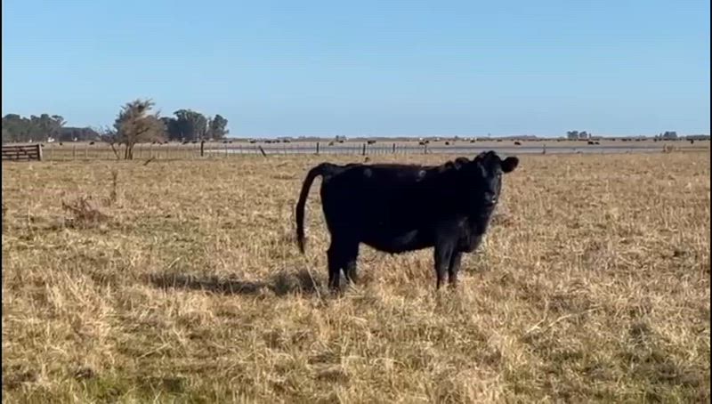 200 Vacas preñadas