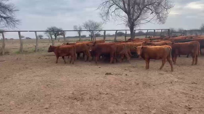 50 Terneras
