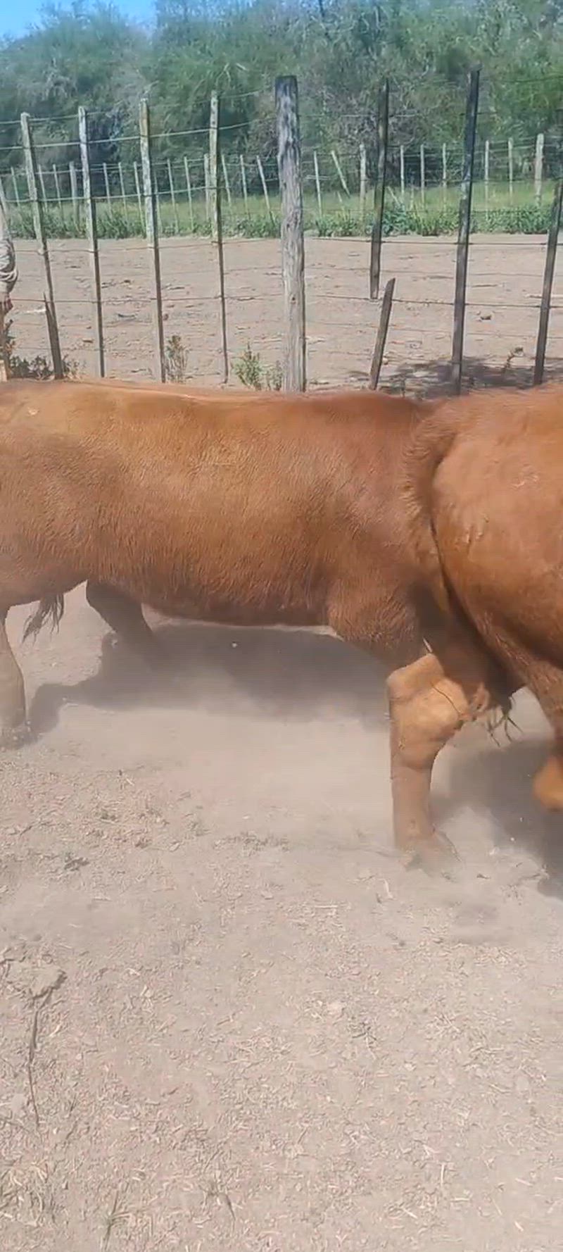 30 Vaquillonas para madre