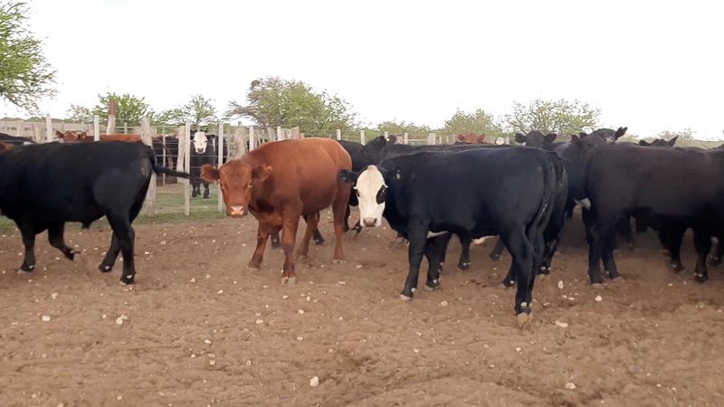75 Novillitos