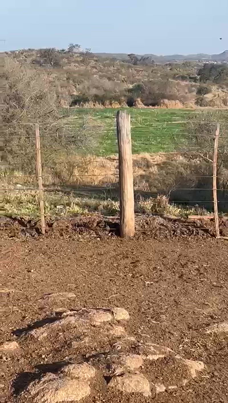 80 Vaquillonas Preñadas