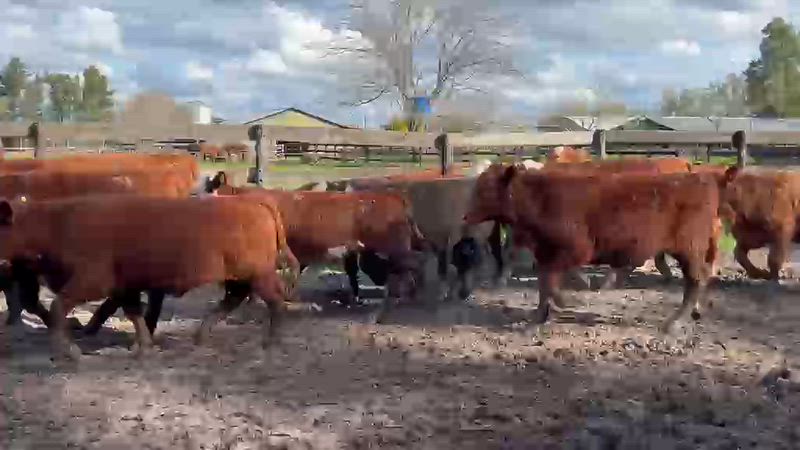 70 Terneros y Terneras