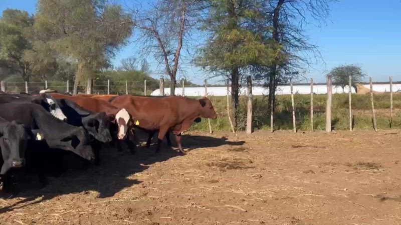 50 Vacas de invernada