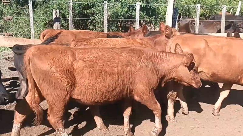 65 Terneros y Terneras