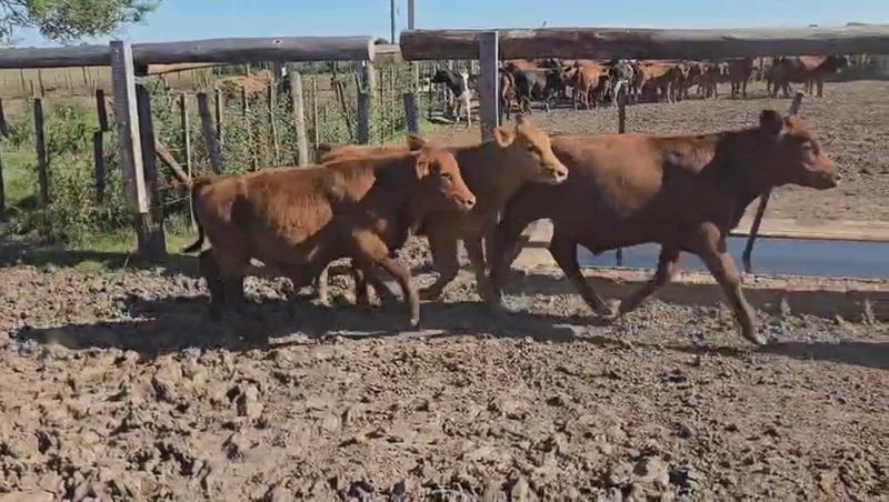 60 Terneros y Terneras