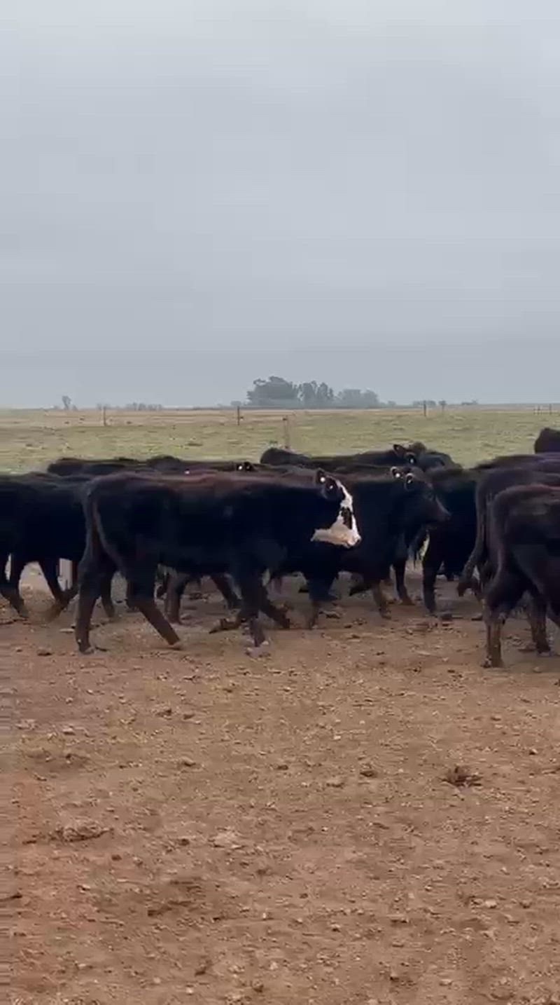 70 Terneras