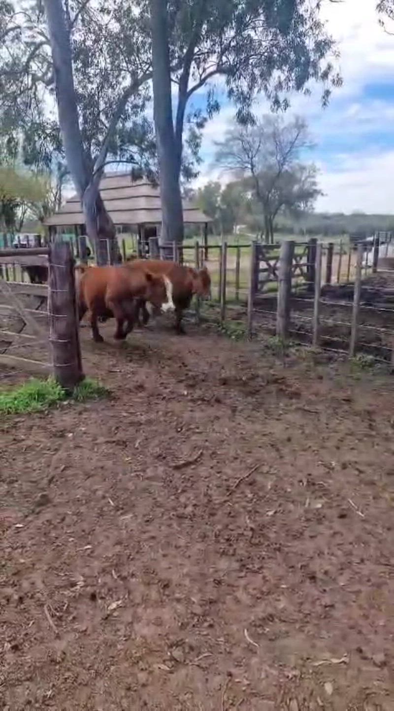 30 Novillitos y Vaquillonas