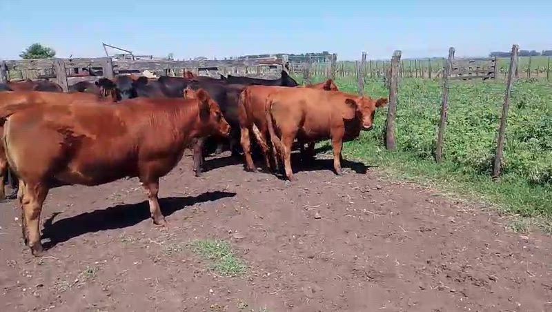 40 Novillitos y Vaquillonas