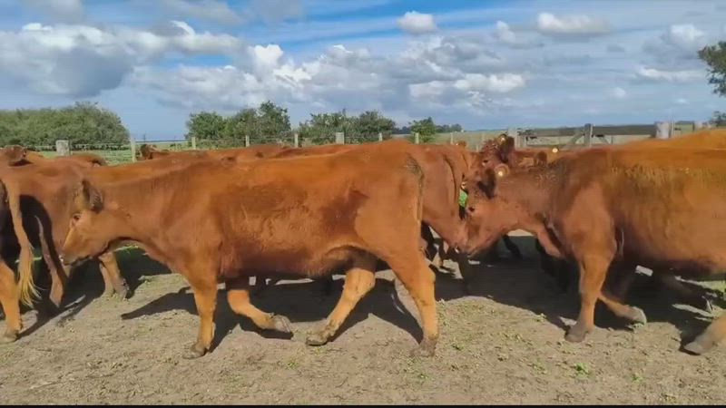 115 Vaquillonas Preñadas