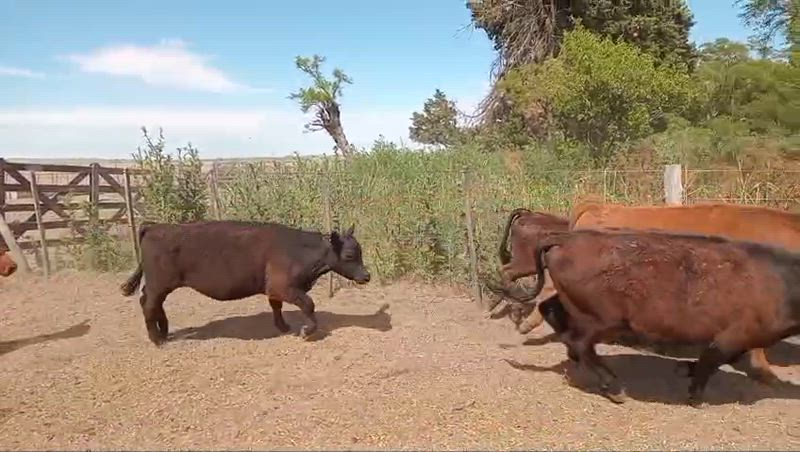 65 Terneros y Terneras