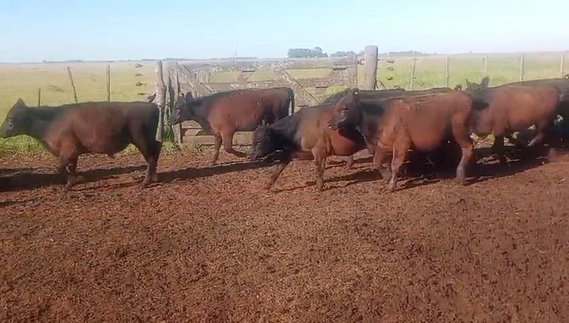 70 Terneros y Terneras