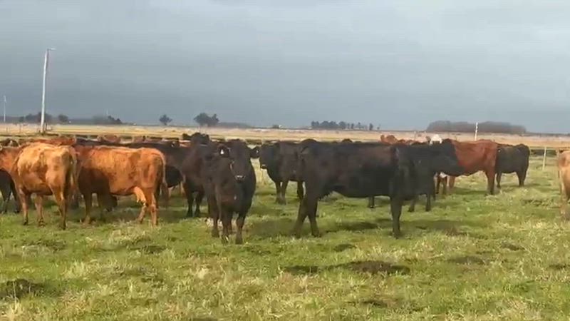 45 Vacas CUT Preñadas