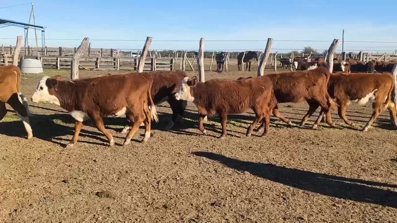 110 Terneras