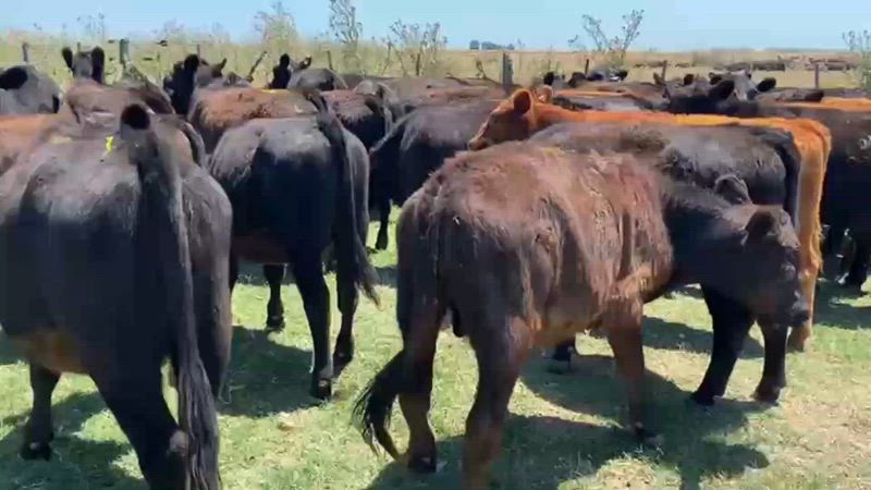 80 Terneros y Terneras