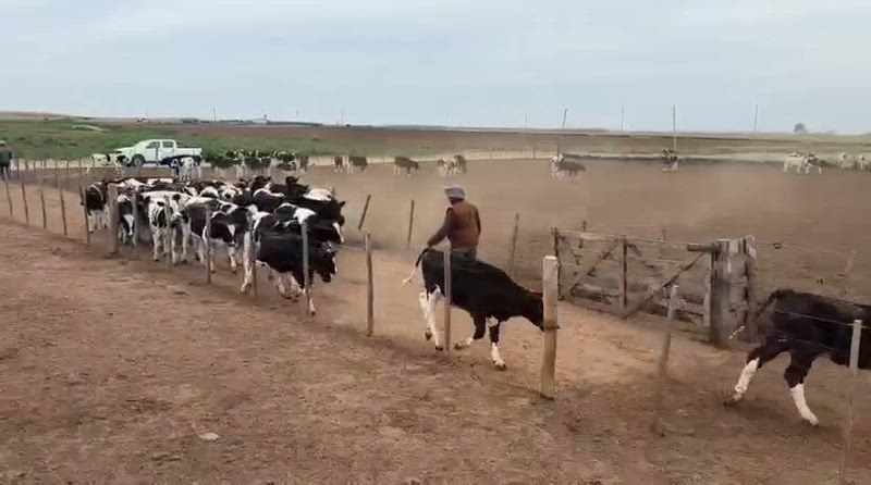 145 Terneros
