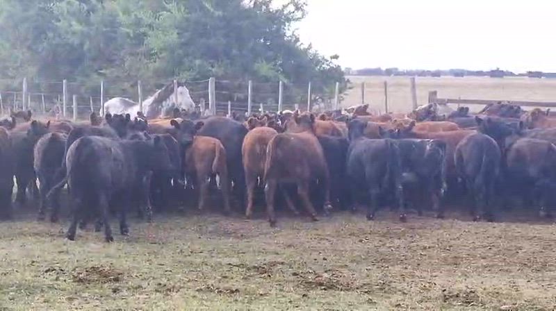 110 Terneros y Terneras