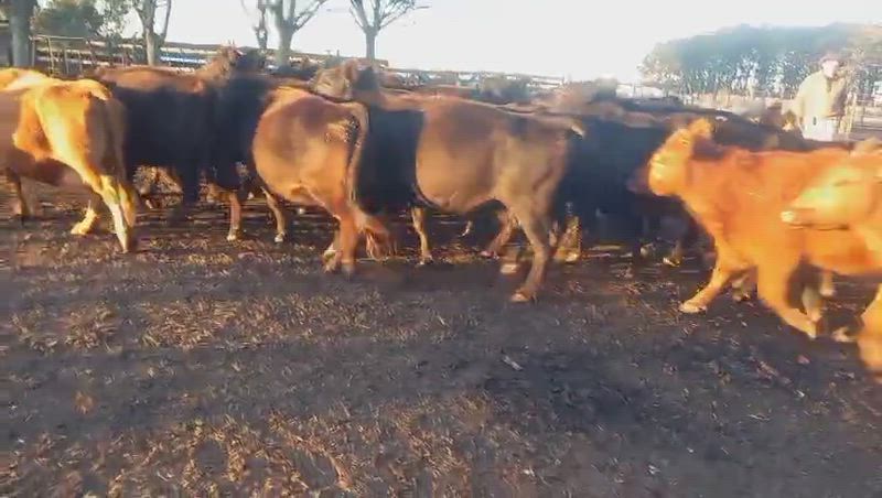 80 Vacas preñadas