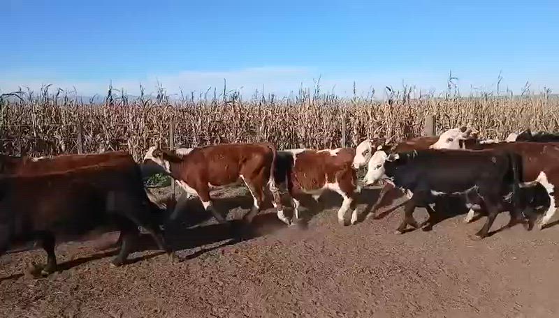 80 Terneros y Terneras