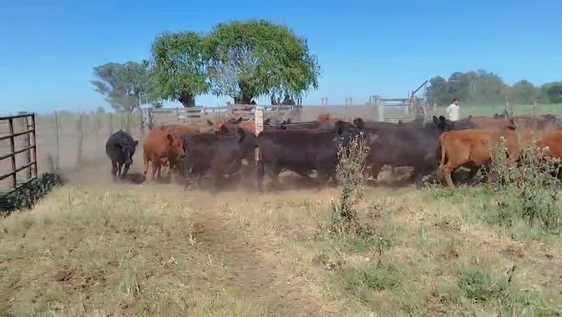 75 Vaquillonas para madre