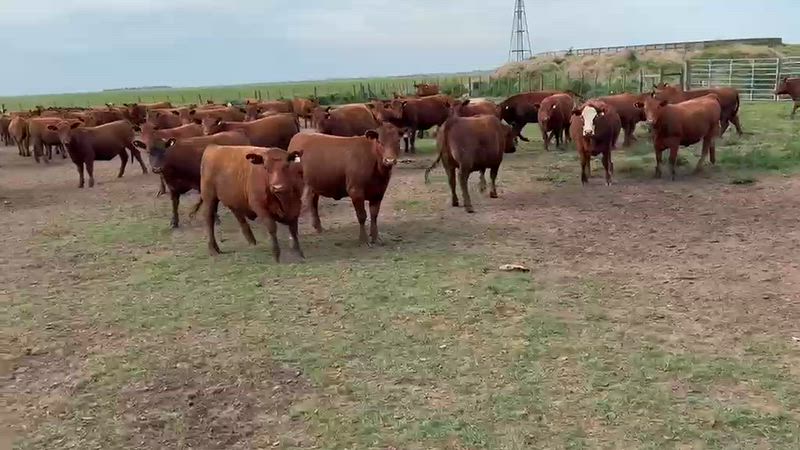80 Vaquillonas para madre