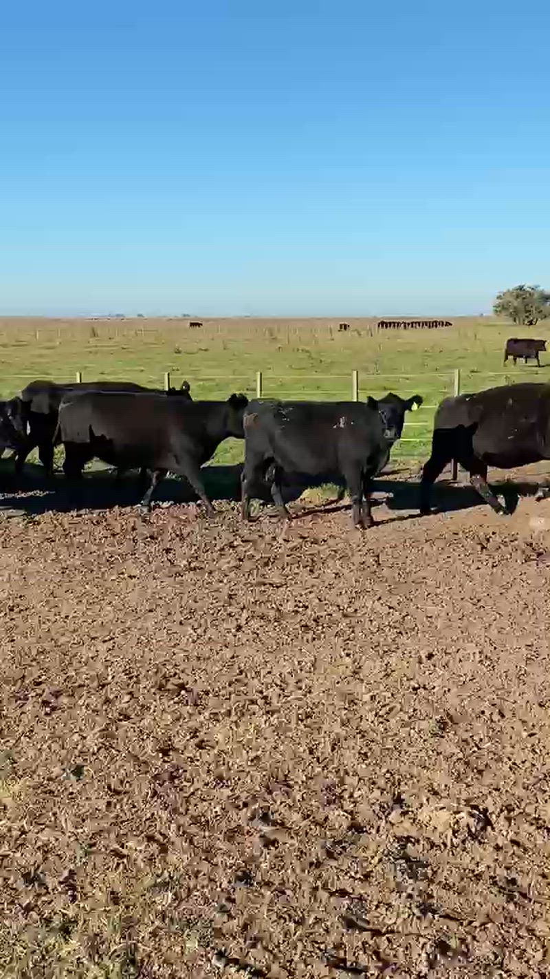 20 Vacas CUT Preñadas