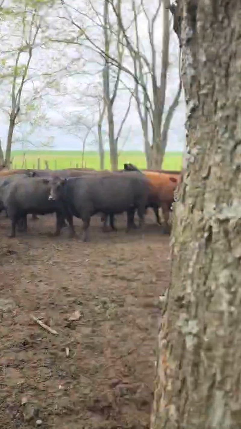 105 Vacas preñadas