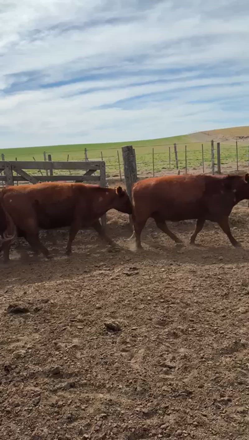 150 Vacas preñadas