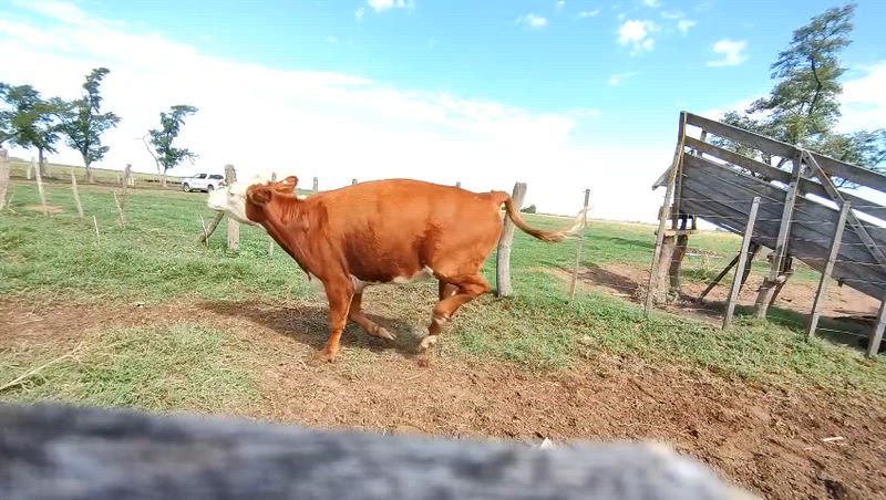 60 Novillitos y Vaquillonas