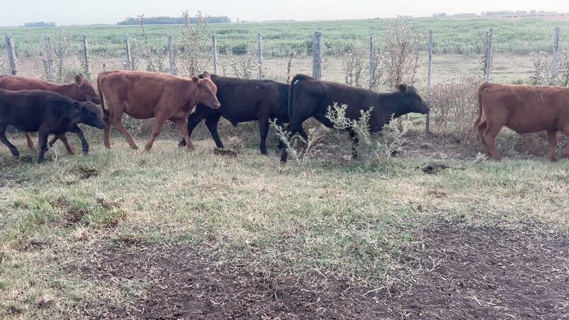 150 Terneros y Terneras