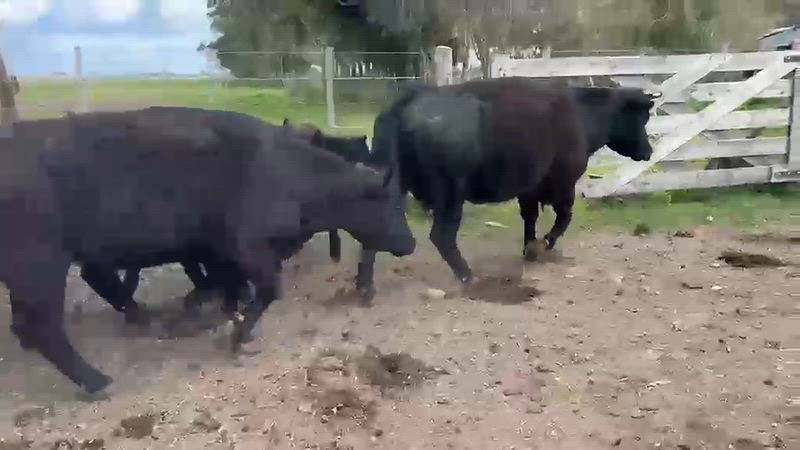 45 Vacas con cría