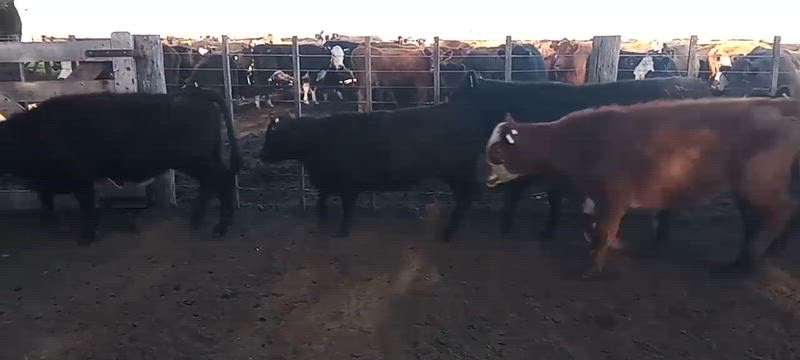 65 Terneros