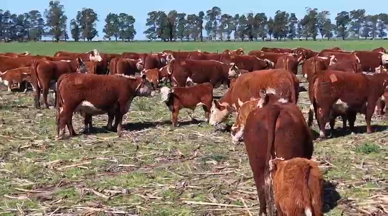 80 Vacas con cría