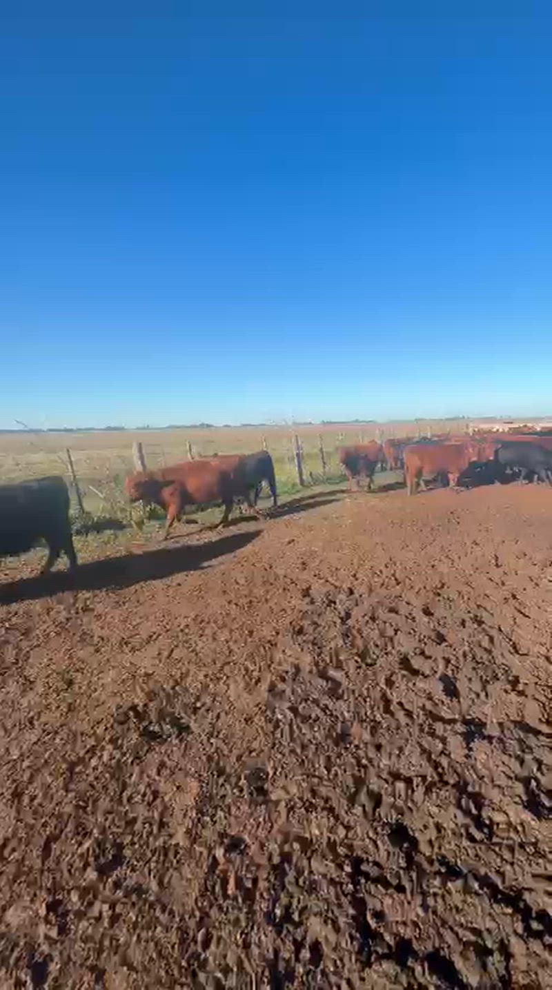 140 Terneras