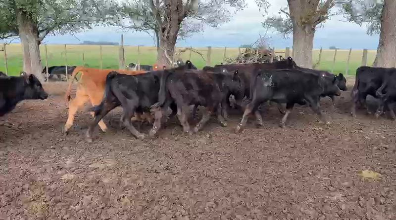 70 Terneros y Terneras