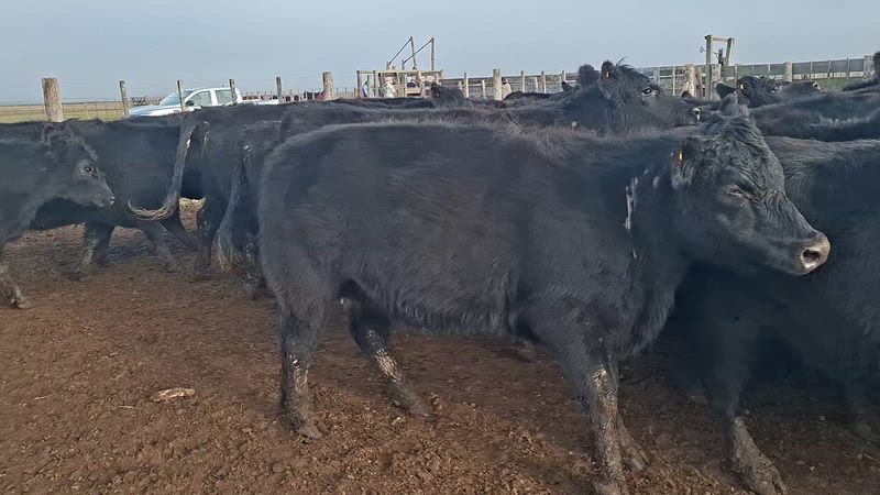 40 Vaquillonas Preñadas