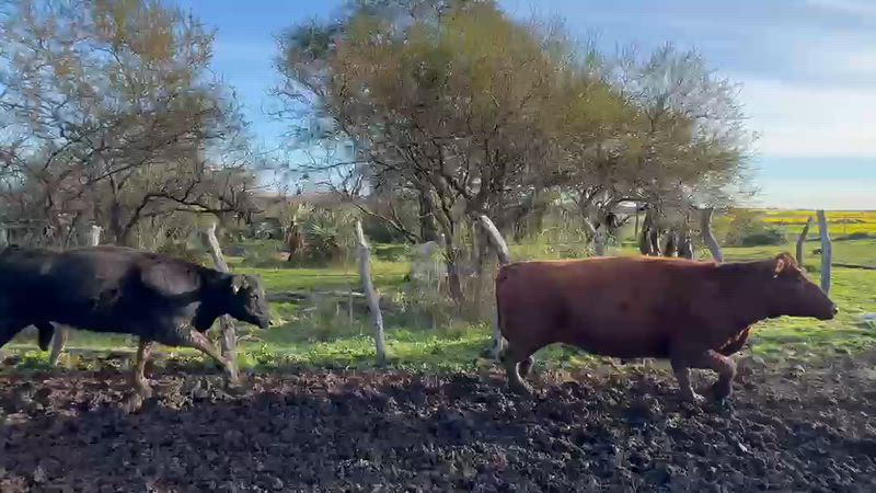 20 Vacas preñadas