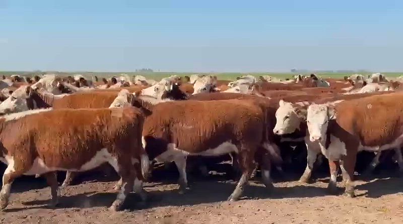 120 Vaquillonas para madre