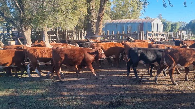 105 Terneros y Terneras