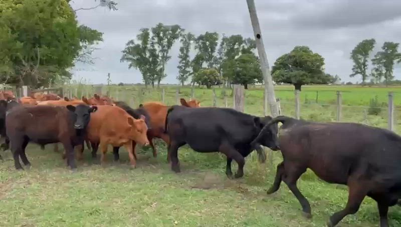 60 Vaquillonas Preñadas