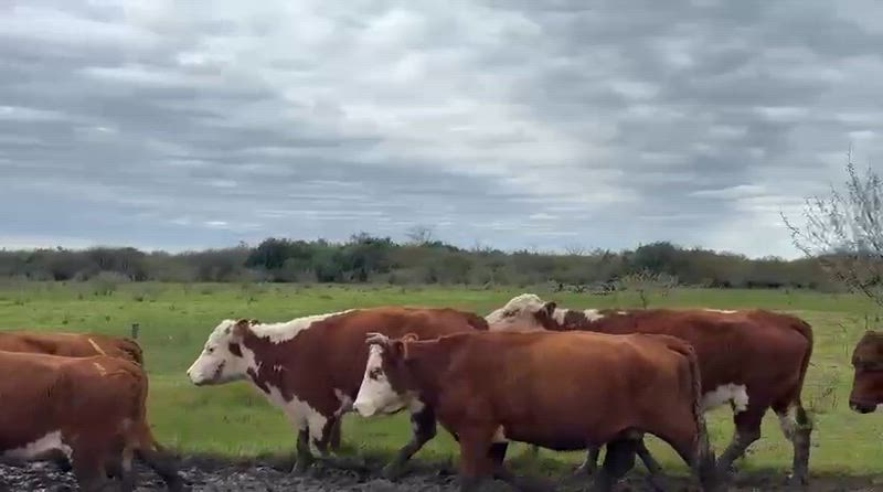 60 Vacas preñadas