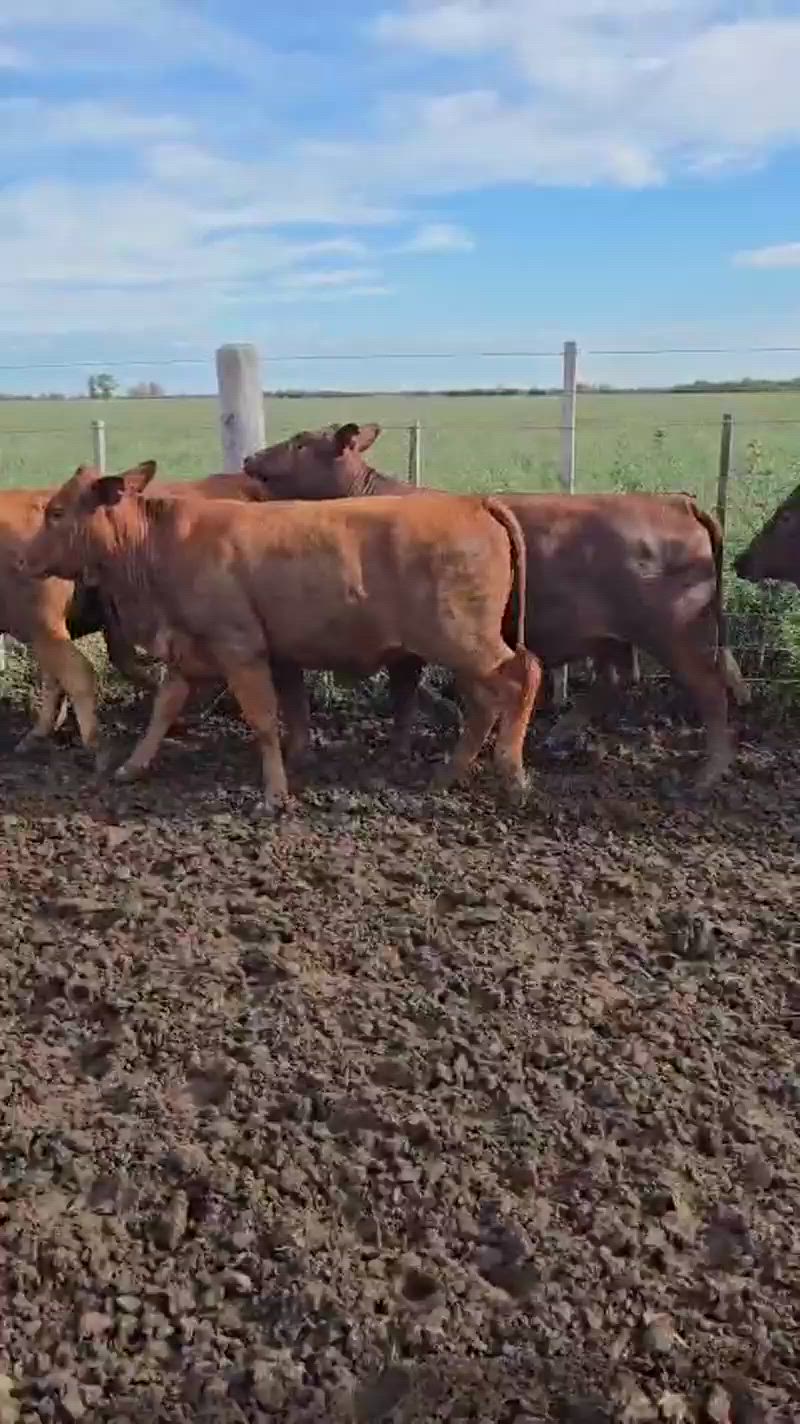 55 Vaquillonas para madre