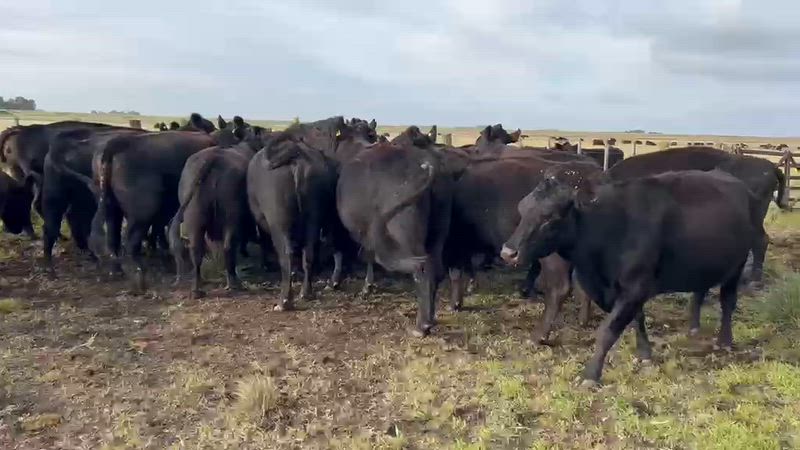 75 Vacas CUT Preñadas