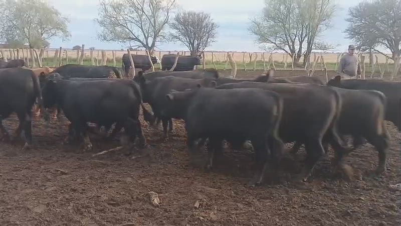 55 Novillitos