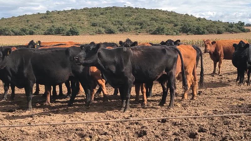 50 Vacas de invernada