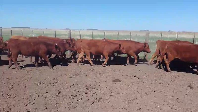 65 Vaquillonas para madre